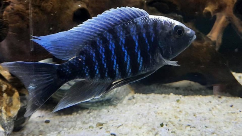 Copadichromis parvus 'Nkhungu Reef'